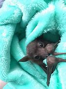 Image result for Cute Bat Pics