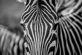 Image result for Vintage Animal Prints