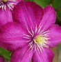 Image result for Clematis with Purple Centre