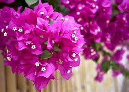 Image result for Evergreen Perennial Vines