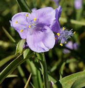 Image result for Tradescantia andersoniana J.C. Weguelin