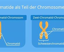 Image result for chromosom_2