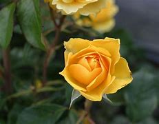 Image result for Yellow Rose Bud