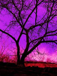 Image result for Rainbow Gothic Tree