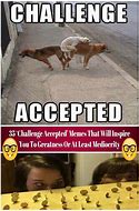 Image result for Challenge Accepted Animal Meme