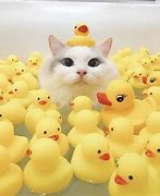 Image result for Cat Bathing Suit