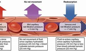 Image result for Interstitial Fluid Is Found