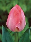 Image result for Tulipa Van Eijk