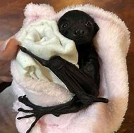 Image result for Bats Being Cute