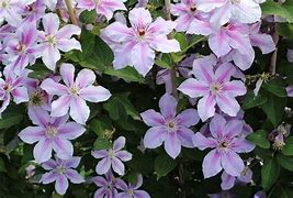 Image result for Clematis Girenas