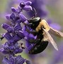 Image result for Idlewild The Bee