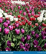 Image result for All Colors of Tulips