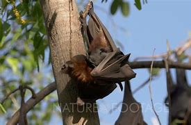 Image result for Baby Black Fruit Bat