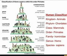 Image result for Taxonomy of Hominidae