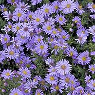 Image result for Aster Ibiza (Dumosus-Group)