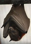 Image result for Fruit Bat Species