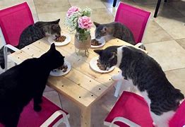 Image result for Cat Eating Dinner
