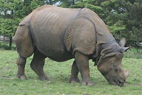 Image result for photo rhinoceros