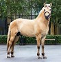 Image result for Largest Horse Breed