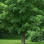 Image result for Sugar Maple