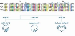 Image result for Pangolin Protein Sequence