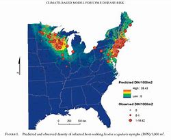 Image result for How Long Does Lyme Disease Last