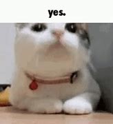 Image result for Most Popular Cat Memes
