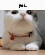 Image result for Nod Yes Cat