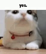 Image result for Business Cat Says Meme