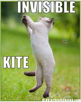 Image result for Cat Invisible Dodgeball