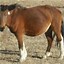 Image result for Mongolian Horse Breeds