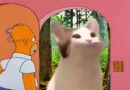 Image result for Scratch Cat Meme