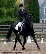 Image result for Cherry Creek Fonzie Merit Canadian Horse