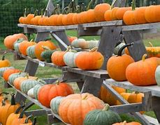 Image result for Pumpkin and Apple Picking