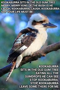 Image result for Kookaburra Meme