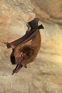 Image result for Big Brown Bat