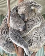 Image result for Koala Hug Meme