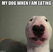 Image result for Staring Puppy Meme