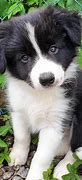 Image result for Cute Border Collie Puppies