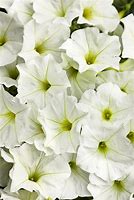 Image result for PETUNIA WHITE