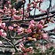 Image result for Japan Cherry Blossom in Yokohama