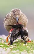 Image result for British Wildlife Photography Awards