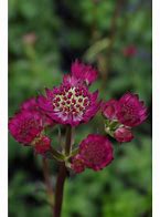 Image result for Astrantia Star Of Beauty ®