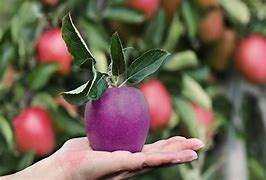 Image result for Sweet Purple Apple