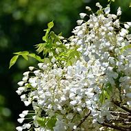 Image result for Wisteria macrostachya Clara Mack