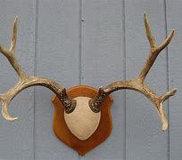Image result for Deer Antler Wall Mount