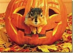 Image result for Halloween Pumpkin Squirrel