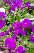 Image result for Aubrieta Kitte Blue