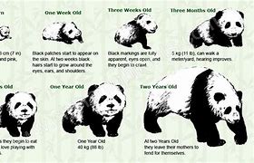 Image result for Big Panda Life Cycle