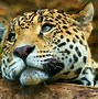 Image result for Cricket with Jaguar Head Animal